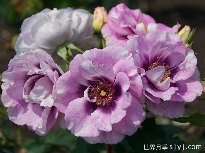 万众瞩目月季的优缺点是什么？(图1)