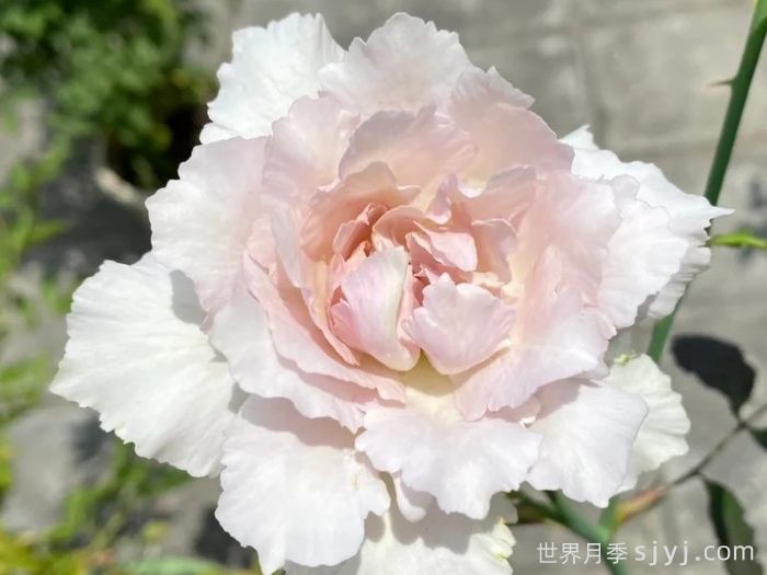 莎菲天使月季的优缺点是什么？(图1)