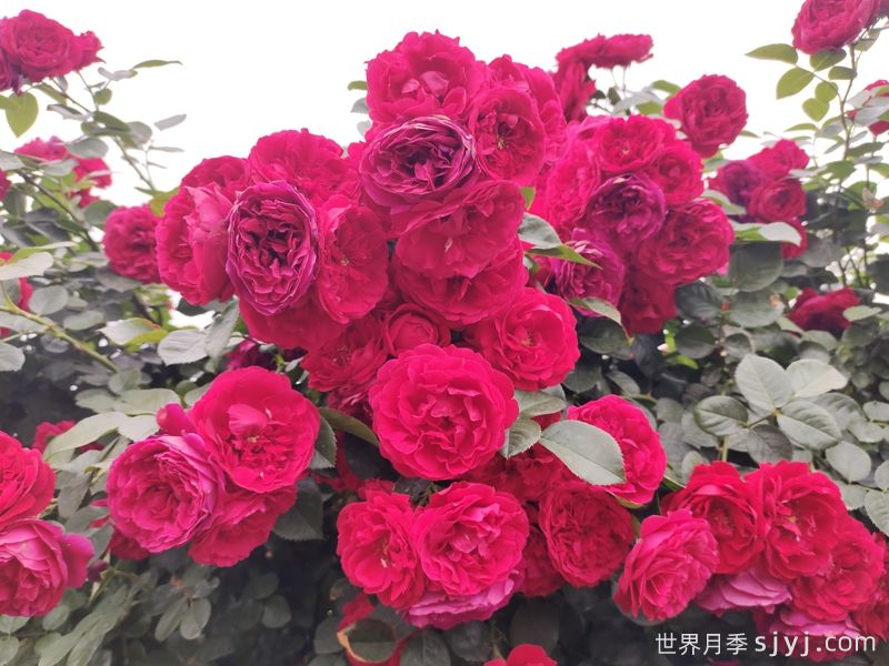 8款最值得种的爬藤月季花，每一种都无法自拔(图2)