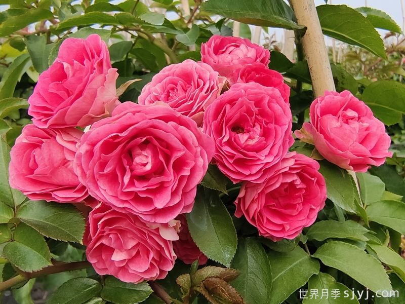 8款最值得种的爬藤月季花，每一种都无法自拔(图5)