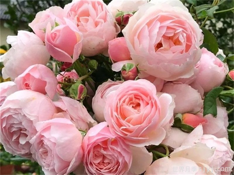 8款最值得种的爬藤月季花，每一种都无法自拔(图6)
