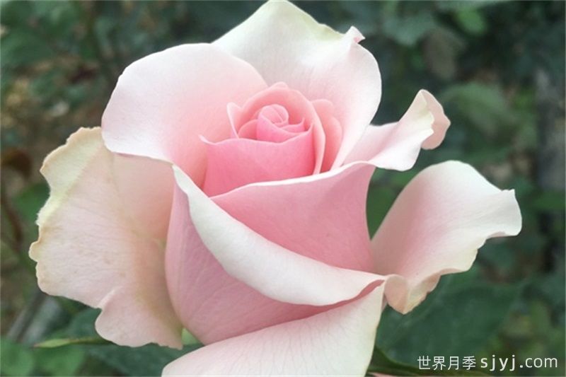粉佳人月季的优缺点是什么？(图1)
