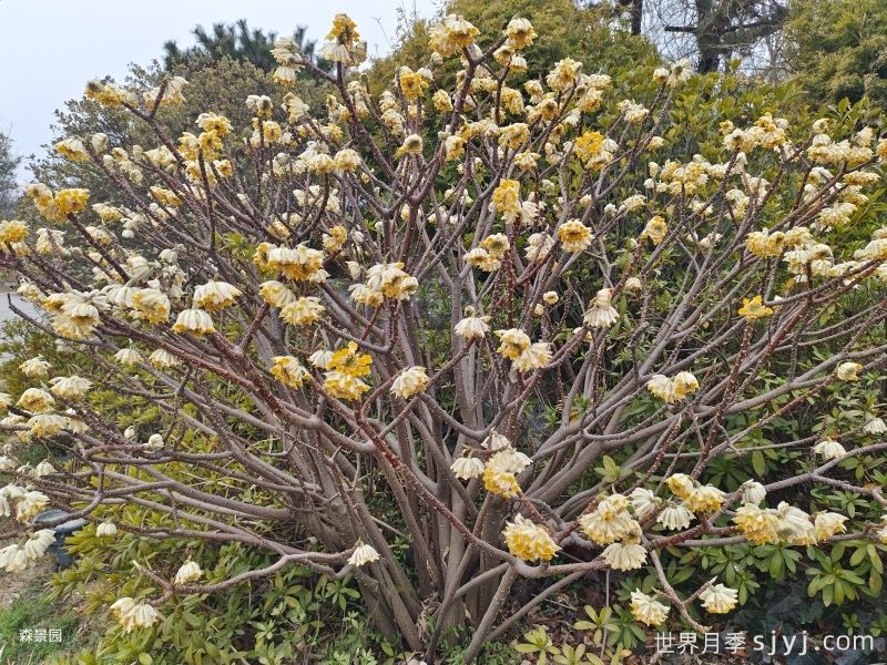 植物百科：结香(图1)