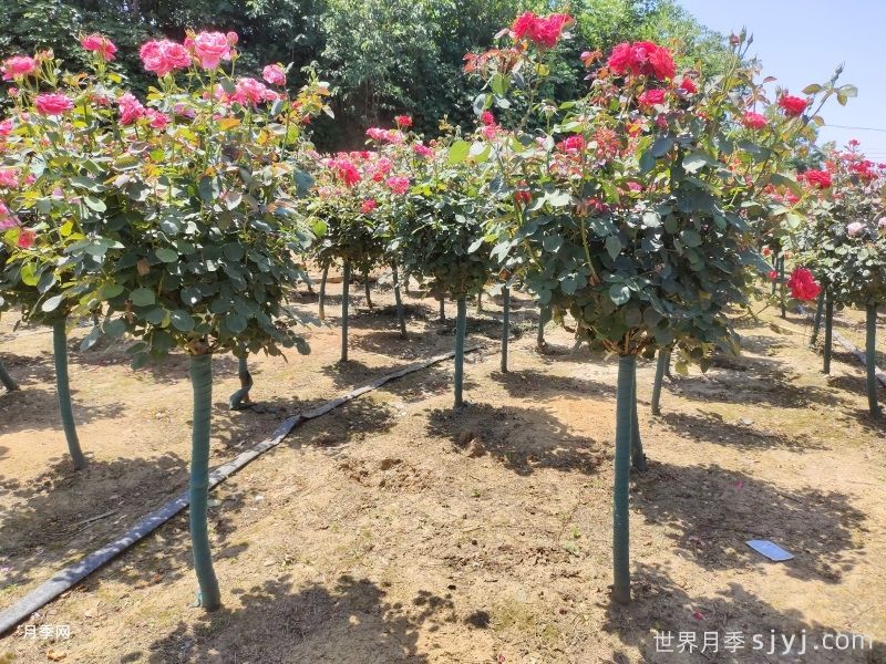 《月季》行业标准的发布对月季产业有哪些影响?(图2) 《月季》行业标准的发布对月季产业有哪些影响?(图2)