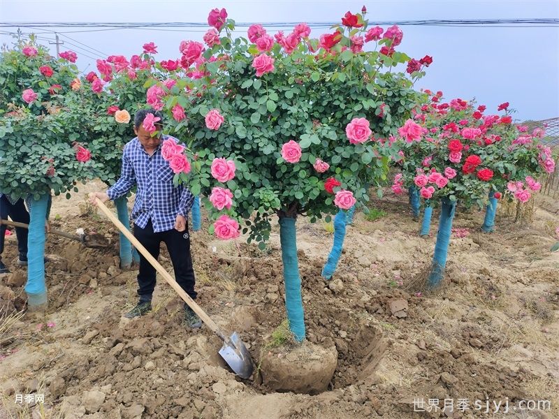 反季节移栽大树的6大养护措施(图1)