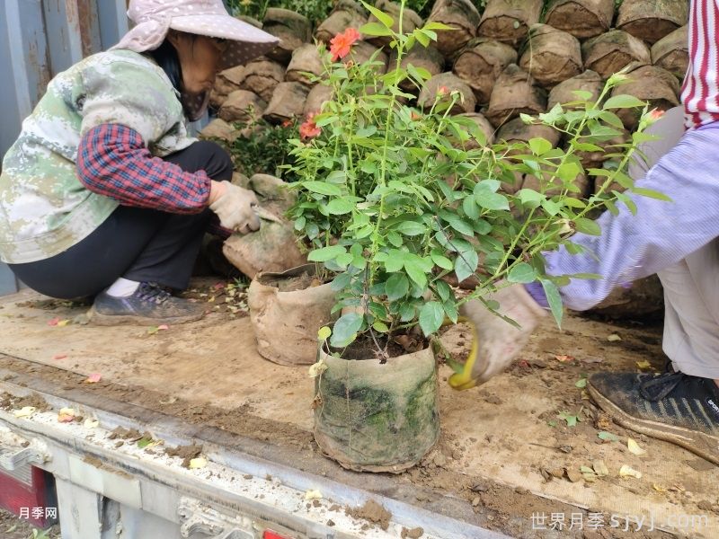 反季节移栽月季要注意什么呢？(图1)