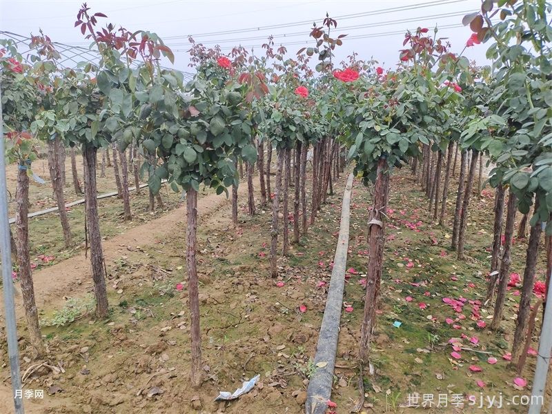 4公分树状月季价格，批发推荐南阳森景树状月季基地(图3)