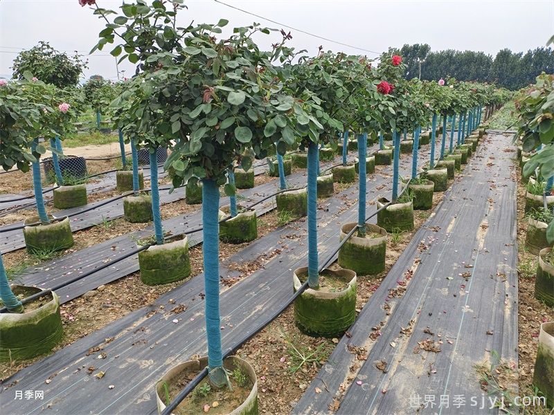 2026年4公分月季树多少钱？4公分树状月季基地新报价(图3)