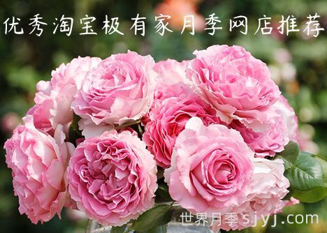 优秀淘宝极有家月季网店推荐(图1)