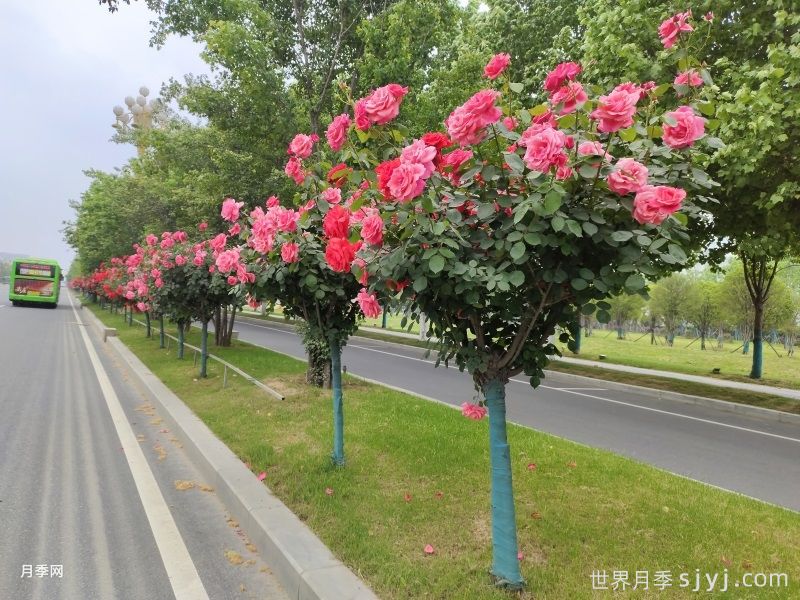 花木在园林绿化中的用途和应用方式分类有哪些(图1)