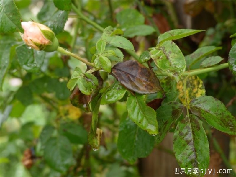 梅雨季来临，月季有压力，教你控水补肥防病(图3)