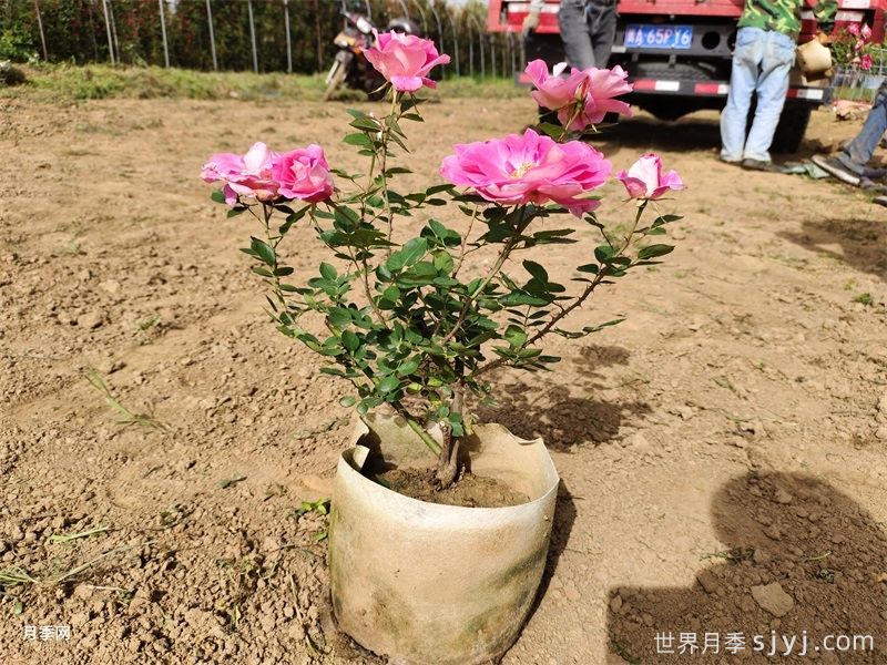 总结五句话,从此告别月季杀手(图1) 总结五句话,从此告别月季杀手(图1)