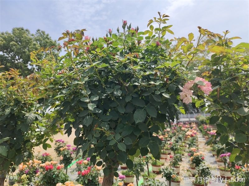 月季花修剪技巧,四季打理养出爆花(图2) 月季花修剪技巧,四季打理养出爆花(图2)