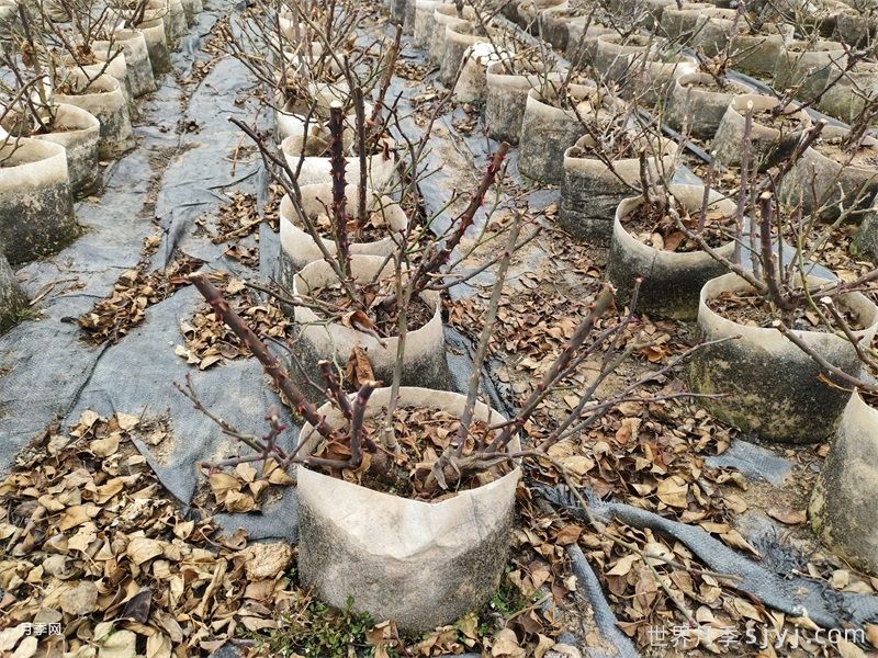 月季花修剪技巧,四季打理养出爆花(图3) 月季花修剪技巧,四季打理养出爆花(图3)