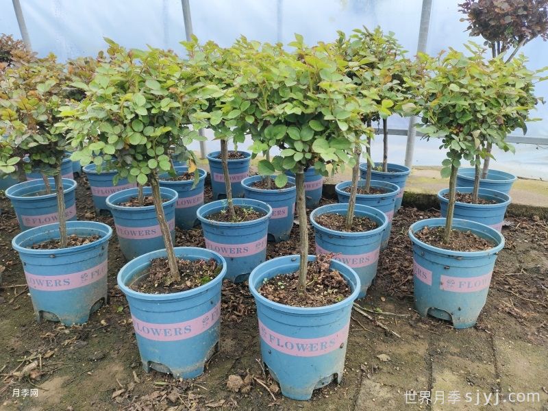新手网购月季挑好苗，牢记八不买找靠谱商家(图1)