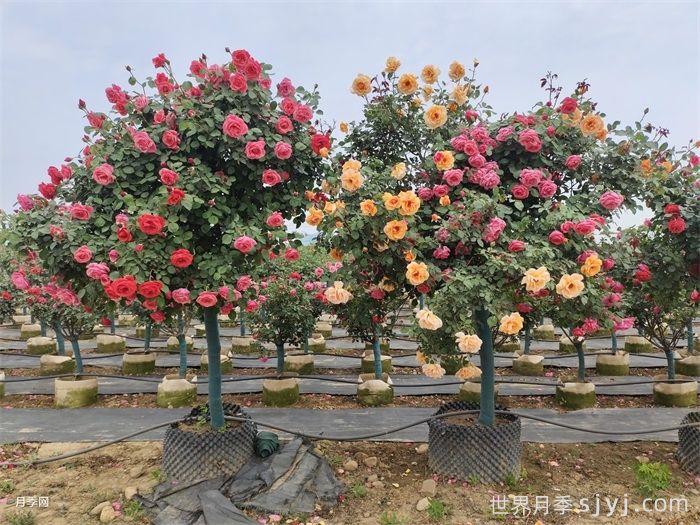 新手网购月季挑好苗，牢记八不买找靠谱商家(图2)
