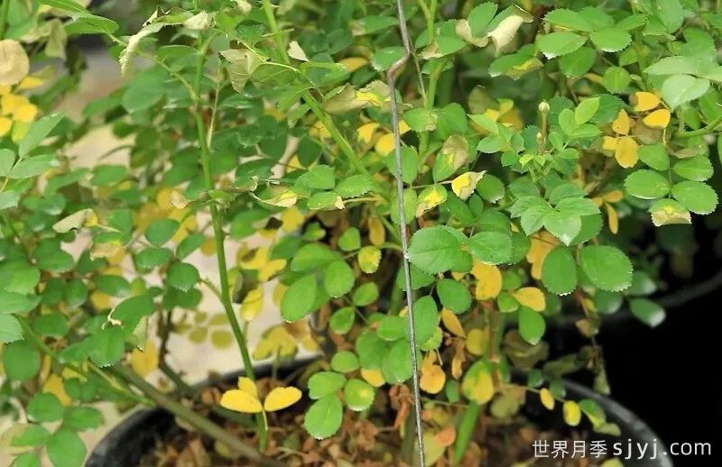 夏季能不能买月季？网购月季的正确打开方式！(图1)