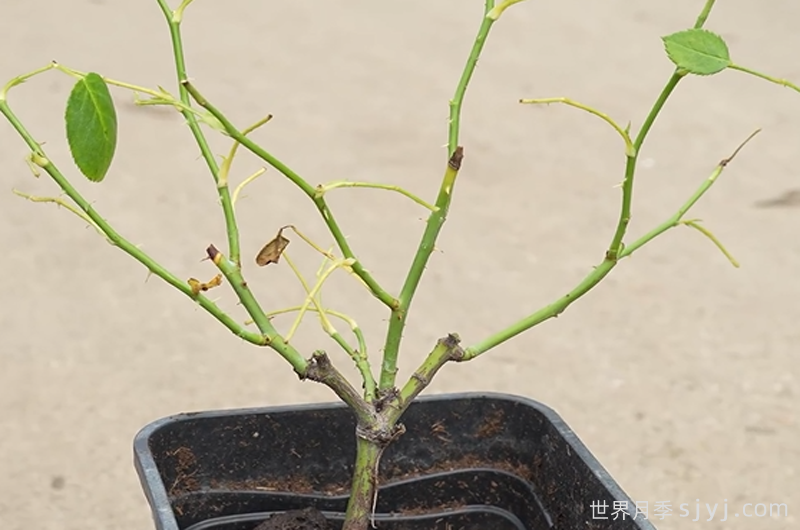 夏季能不能买月季？网购月季的正确打开方式！(图3)