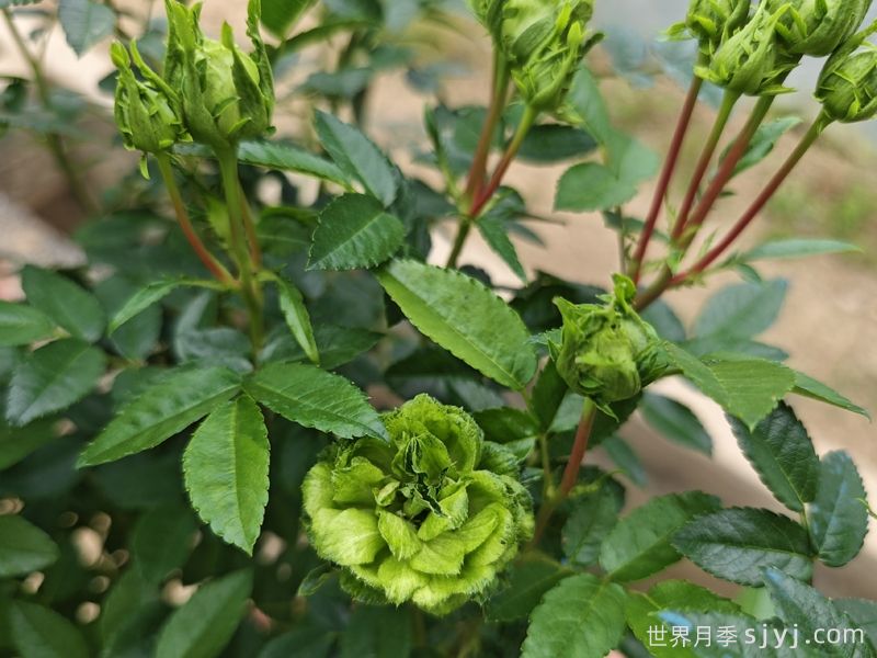 推荐值得种植栽培的切花月季品种(图9)