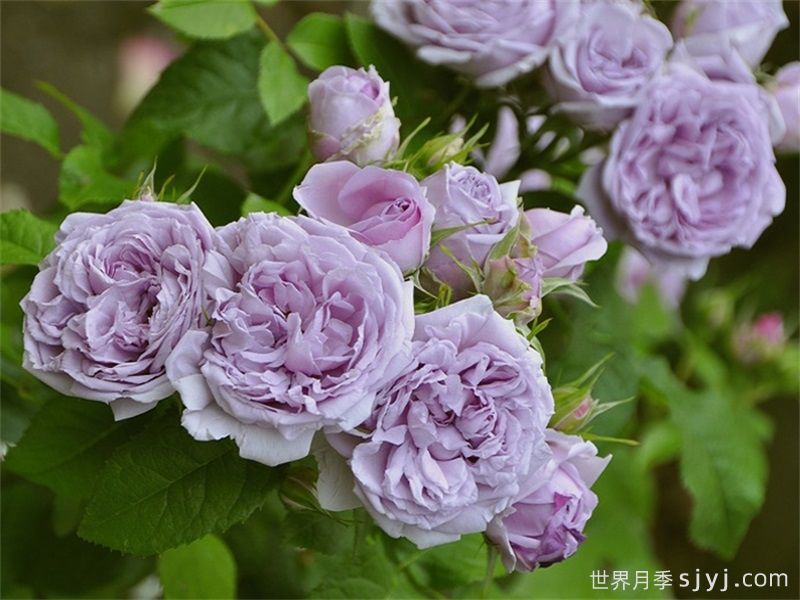 推荐5种蓝色网红月季，花量大花期长(图3)