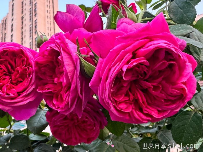 伊芙酒窖月季，花香迷人养护简单(图2)