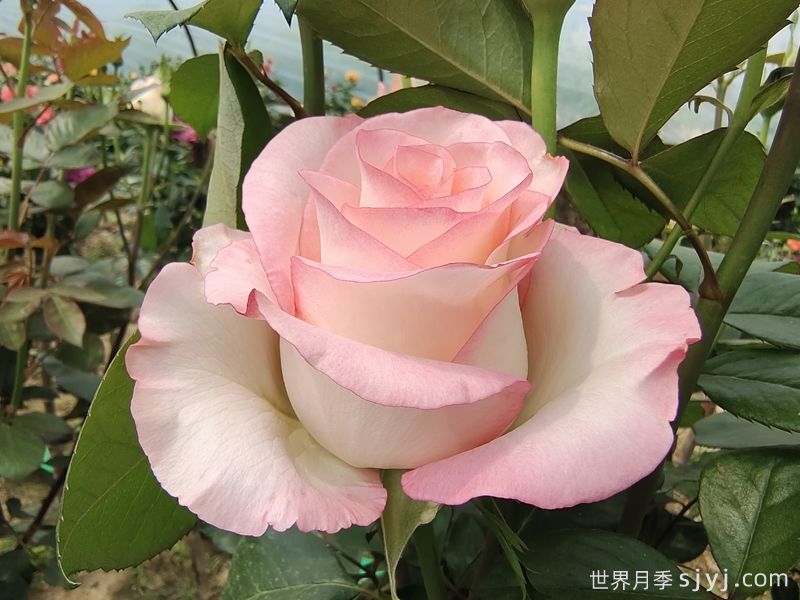 分享10个高杯切花月季经典品种(图1)