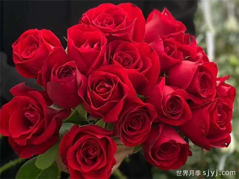 分享10个高杯切花月季经典品种(图4)