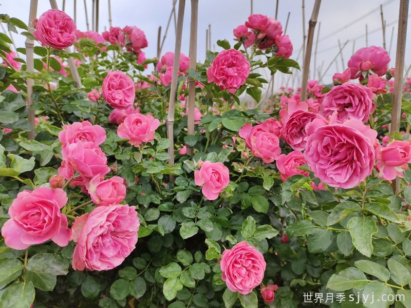 粉色达芬奇月季，抗病又勤花的经典灌木月季(图3)