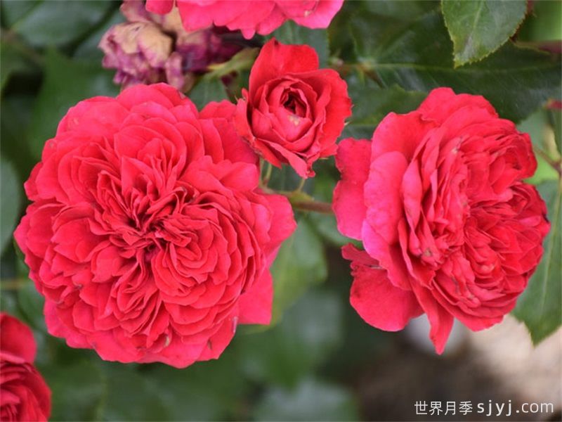 红色达芬奇月季/红达月季Red Leonardo da Vinci(图6)