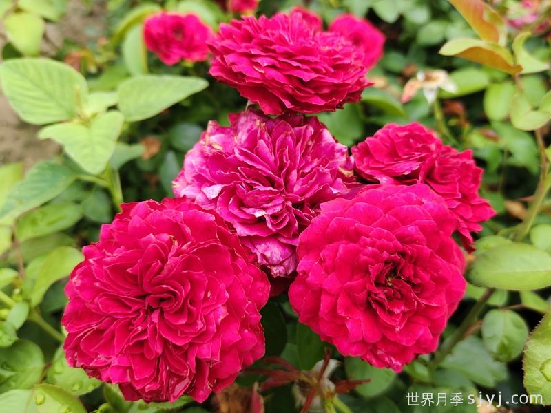 红色达芬奇月季/红达月季Red Leonardo da Vinci(图4)