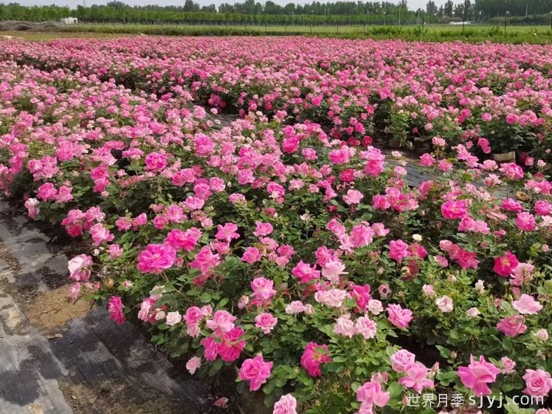 下雨天病害肆虐，怎么帮月季安全度过？(图1)