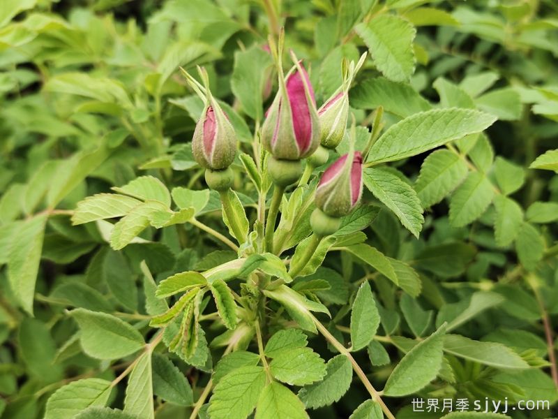 为什么西藏新疆广泛种植四季玫瑰？(图2)