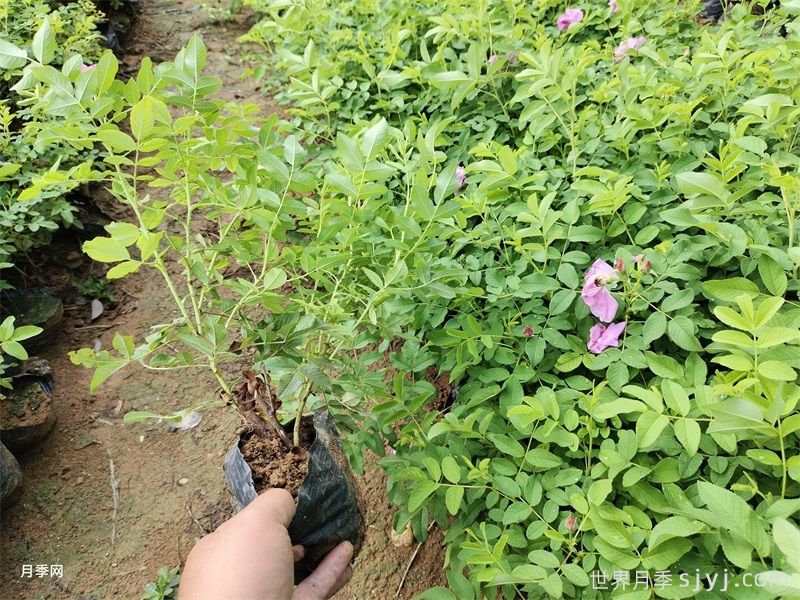 为什么西藏新疆广泛种植四季玫瑰？(图3)