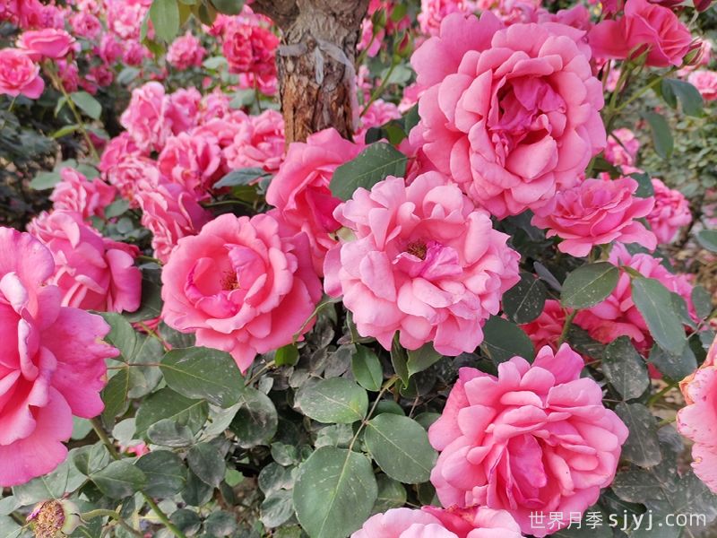 月季花：此花无日不春风(图1)