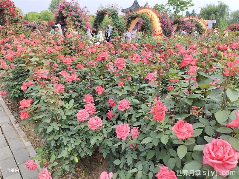 月季花：此花无日不春风(图2)