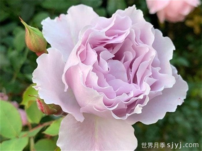 月季育种家：日本今井清(今井园艺)(图1)