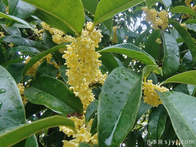 信阳潢川县的苗木有哪些？有什么优势？(图1)