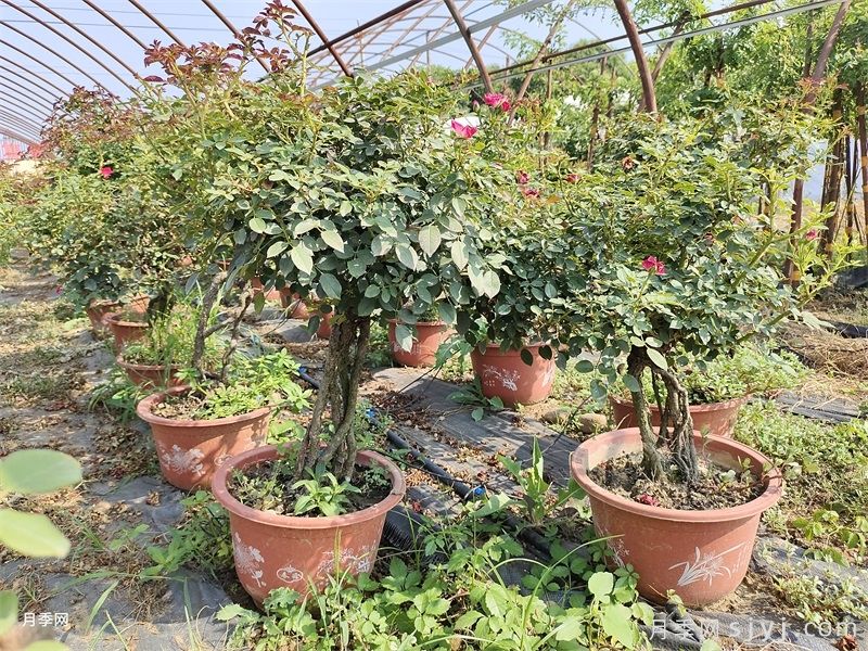 提根月季/提根盆景月季(图7)