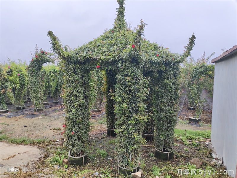 月季花亭/月季凉亭(图2)