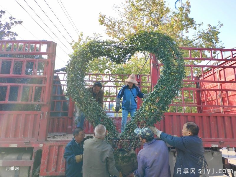 月季爱心/心形造型月季(图5) 月季爱心/心形造型月季(图5)