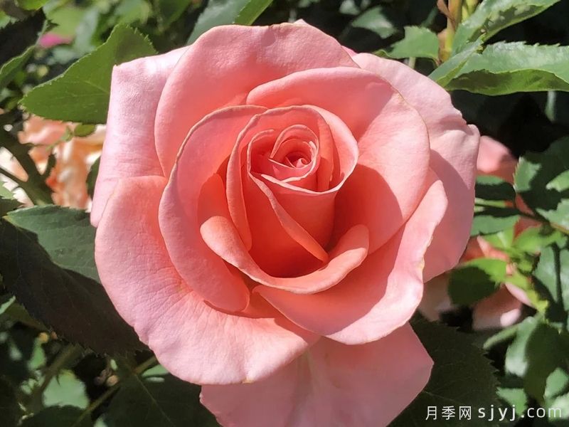 皇家城市月季/新西敏市Royal City Rose(图1)