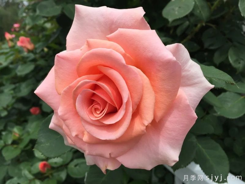 皇家城市月季/新西敏市Royal City Rose(图2)