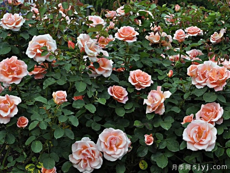 皇家城市月季/新西敏市Royal City Rose(图3)