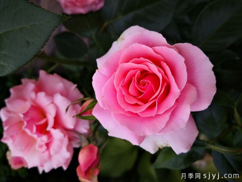 皇家城市月季/新西敏市Royal City Rose(图4)