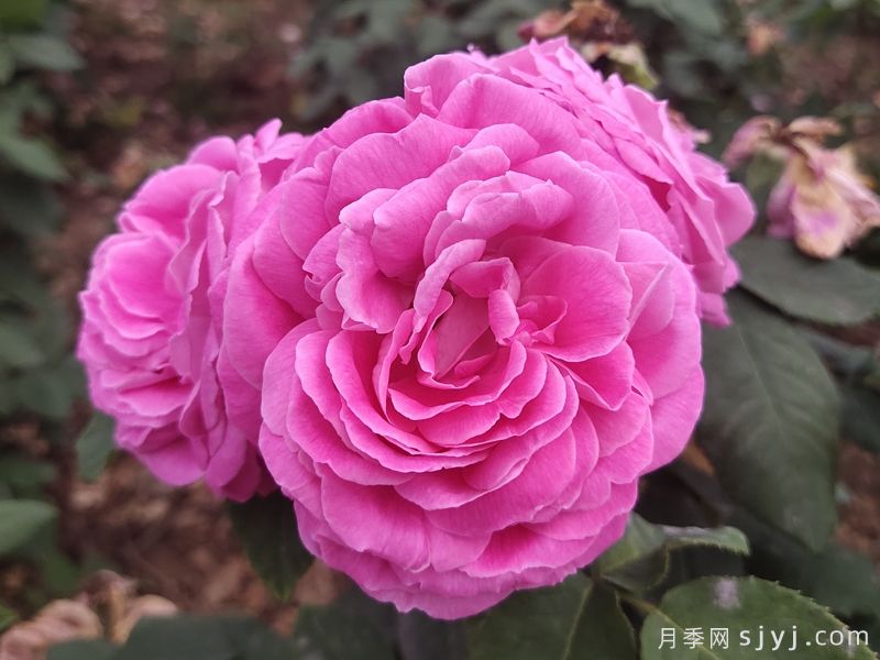 月季进化了几百年，为什么还是被骂药罐子？(图1)