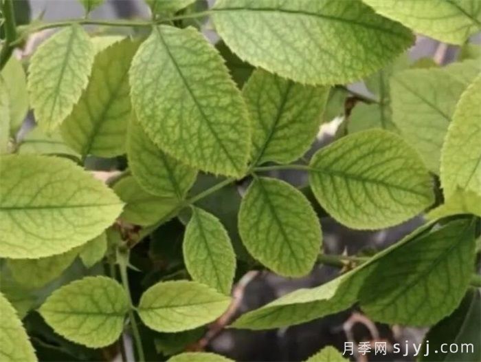 月季叶片总不正常，原因总结，对症解决(图1)