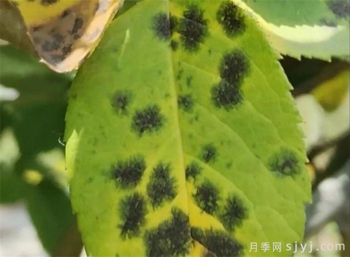 月季叶片总不正常，原因总结，对症解决(图2)