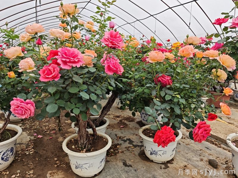 花境的模块化及成本分析(图2)