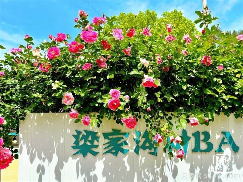 武当玫瑰花谷，​十堰市张湾区梁家沟月季长廊美出圈(图1)