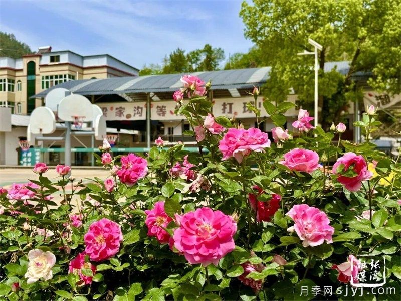 武当玫瑰花谷，​十堰市张湾区梁家沟月季长廊美出圈(图2)